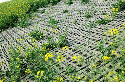 山東植草磚 山東植草磚